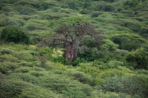 The protected lands of Maswa and Mwiba