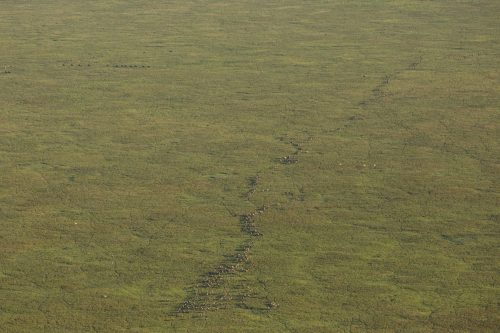 The migration herds; consisting largely of females and their young