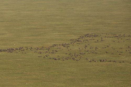 Impressive herds gathering in the plains