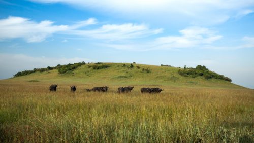 Nine buffalo bulls minding their own business
