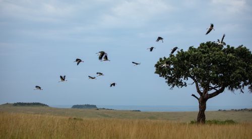 White storks set off on their migratory path