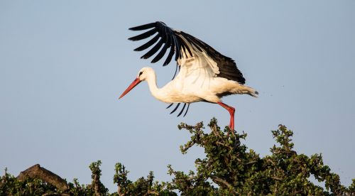 A white stork sets off in flight