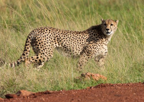 A lone cheetah in search of prey