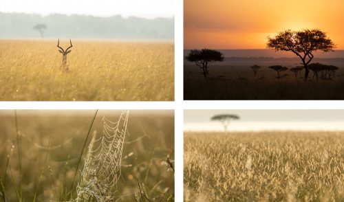 The early morning light catches the smallest details, turning the plains into a shimmering wonderland