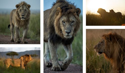 Lions of the Mara; including Olalashe (centre), one of the most beautiful males in the Triangle 