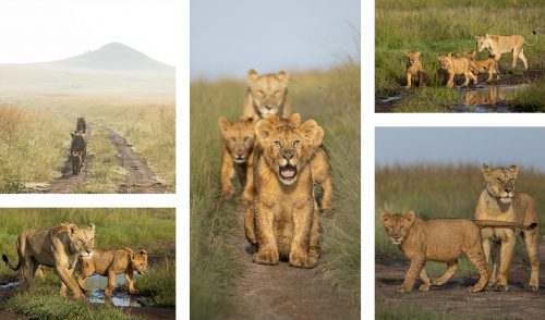 A small breakaway group of the Military Pride with two sets of cubs and two females