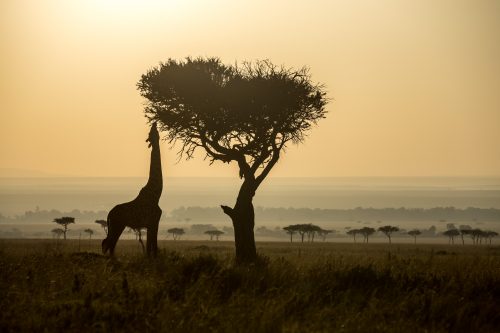 A giraffe reaches for the tall branches of a tree in the early morning light