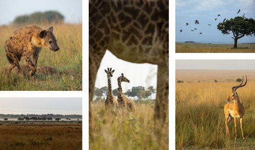 The magnificent variety of the Mara eco-system