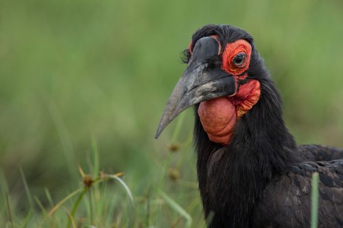 Ground hornbill up close