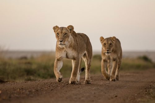 The ‘Swamp Lioness’ leading her daughter
