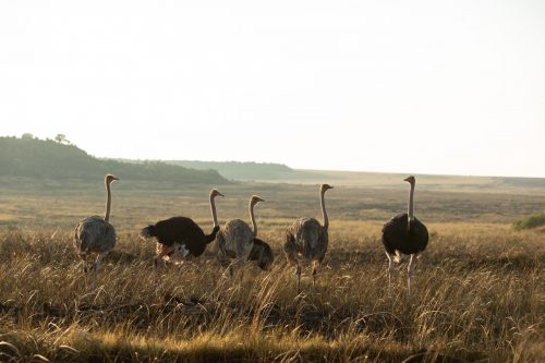 A small group of ostriches enjoying the burnt area