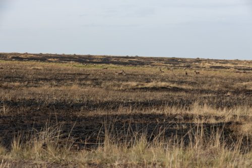 Part of the area burnt by the Mara Conservancy this past week