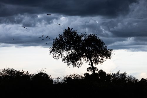 A flock of cattle egrets attempt to chase off a perched martial eagle