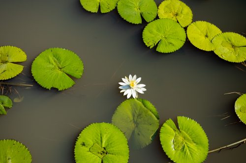 Lilies up close
