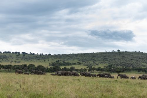 Elephant herds this time of year are plentiful
