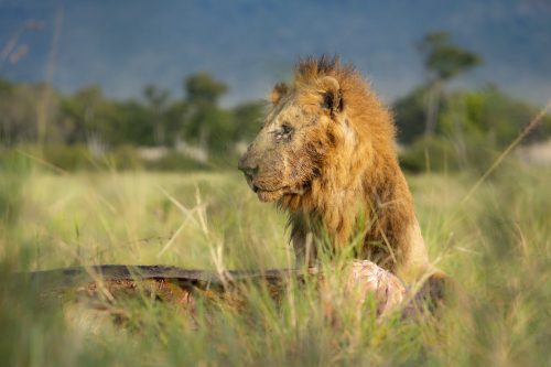 The Kiok male on a kill