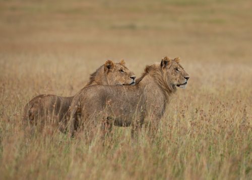 Two brothers pause for a moment mid-hunt