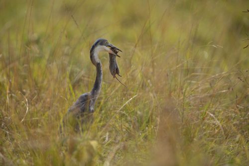 Black-headed heron with rat

