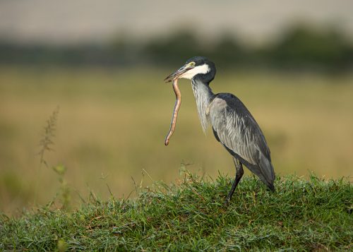A black-headed heron in the midst of swallowing a species of blind snake