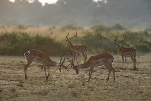 Two young impala rams battling it out