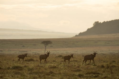 A small group of topi in single file
