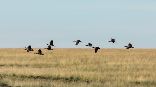 Whistling ducks in flight
 
