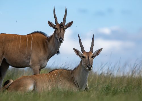 Eye-level with a couple of unusually relaxed eland
