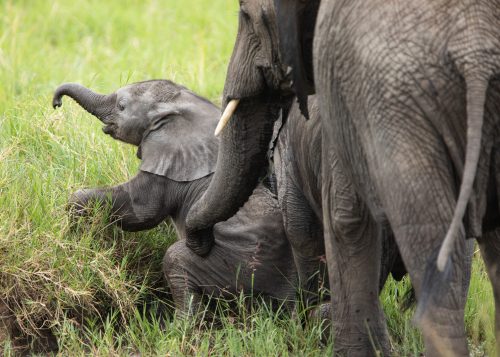 An elephant mother helps her youngster back onto its feet