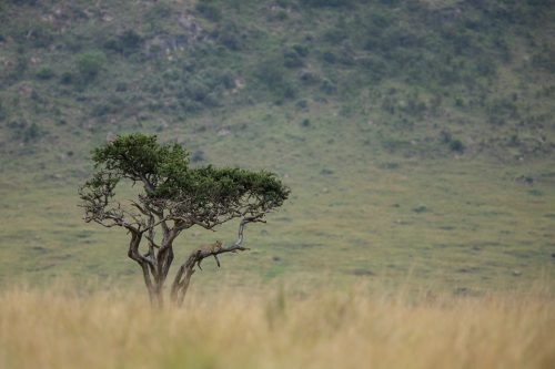 Leopard sightings are always a thrill