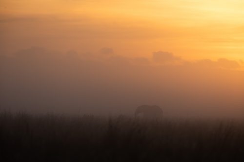 A misty sunrise punctuated by a solitary elephant 
