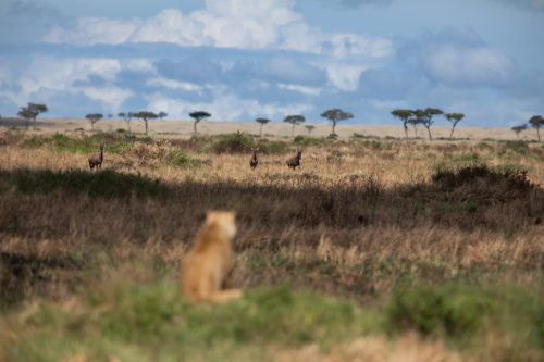 A member of the Owino Pride looks out across the burnt grasslands towards a herd of topi.
