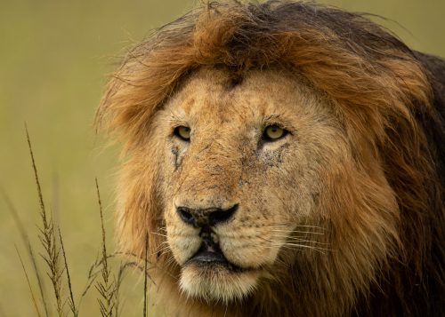 A male lion known as 