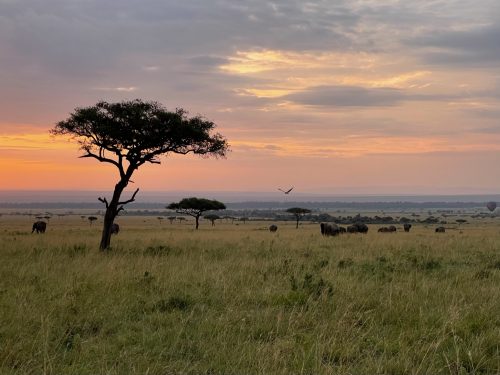 The magic of the Mara at dawn