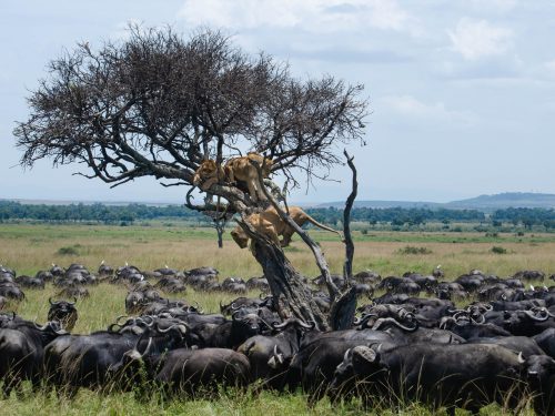 Three lionesses find themselves in a precarious position