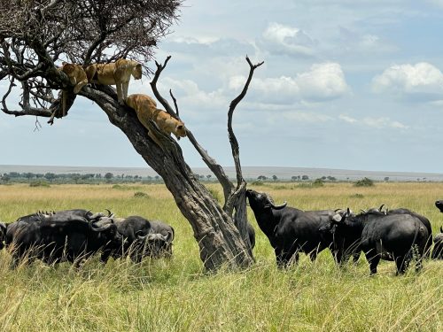 The buffalo thought they had won...