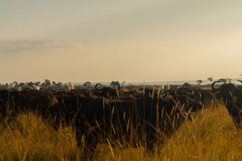 A resident buffalo herd – and a few hitchhikers 