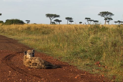 Hyena in repose