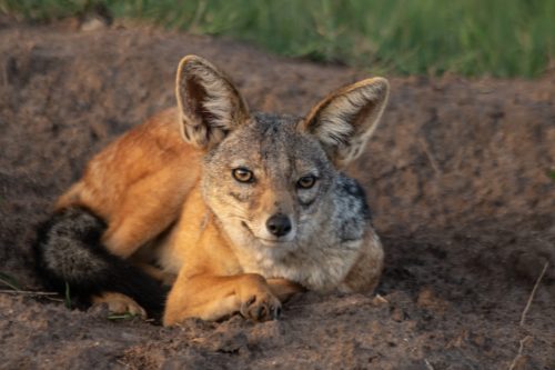 A black-backed jackal kindly poses for a photograph