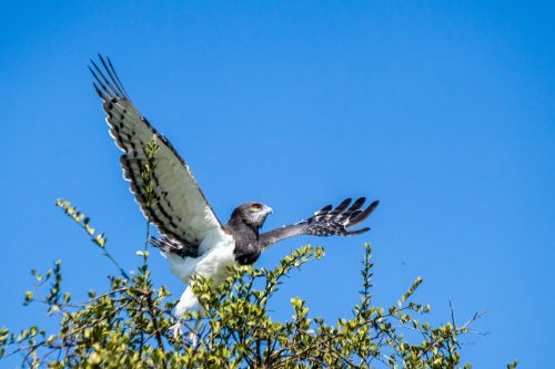 A black-chested snake eagle preparing for flight