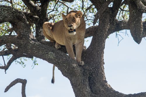 The lions of the Mara make their own rules