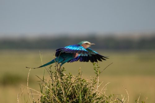 Kenya's national bird