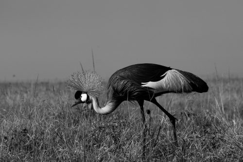 A grey-crowned crane on a hunt of its own