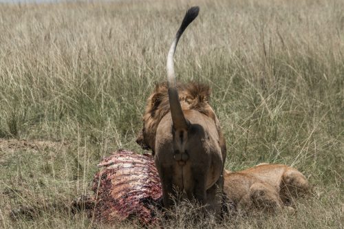 A Black Rock Pride male digging in to leftovers