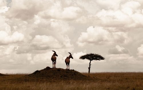 Topi on a termite mound, a classic Mara scene