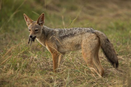 Black-backed jackal with rat
