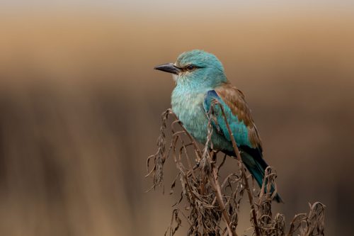 A European roller 