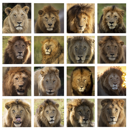 Some of the lovely male lions of the Mara Triangle