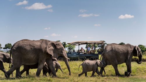 A pause amongst the ellies