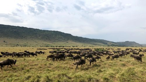 The wildebeest migration in full swing