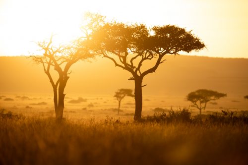 The sun sets on another magnificent day in the Mara